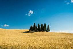 landscape near San Quirico d`Orcia, Val d`Orcia, province of Siena, Tuscany, Italy, UNESCO World Heritage