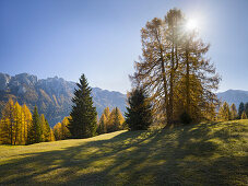 Sas da le Doudesh with sun behind larch trees, Val di Fassa, Alto Adige, South Tyrol, Dolomites, Italy
