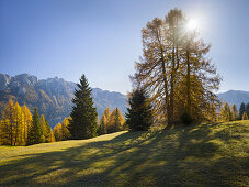 Sas da le Doudesh, Lärchen, Sonne, Val di Fassa, Südtirol, Alto Adige, Dolomiten, Italien