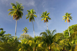 Kokospalmen, Plantage L'Union Estate, La Digue Island, Seychellen