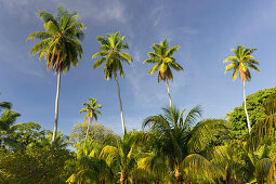 Coconut palms, Plantage L'Union Estate, La Digue Island, Seychelles