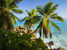 Palmen und Felsküste, Anse Patates, La Digue Island, Seychellen