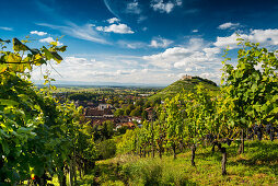 Castle ruins and vineyards, Staufen im Breisgau, Black Forest, Baden-Wuerttemberg, Germany