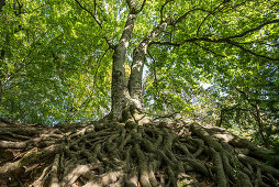 Old beech trees, Roetteln Castle, Loerrach, Black Forest, Baden-Wuerttemberg, Germany