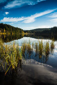 Reflection of the sky in the Windgfaellweiher, near lake Titisee, Black Forest, Baden-Wuerttemberg, Germany