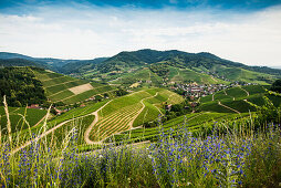 vineyards, Durbach, Ortenau, Black Forest, Baden-Wuerttemberg, Germany