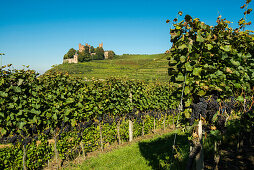 vineyards at Ortenberg Castle, Ortenberg, Ortenau, Black Forest, Baden-Wuerttemberg, Germany