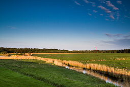 Salzwiesen und Leuchtturm, Amrum, Nordfriesische Inseln, Nordfriesland, Schleswig-Holstein, Deutschland