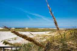 Dünenlandschaft, Amrum, Nordfriesische Inseln, Nordfriesland, Schleswig-Holstein, Deutschland