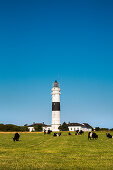 Kühe vor Leuchtturm, Kampen, Sylt, Nordfriesland, Schleswig-Holstein, Deutschland