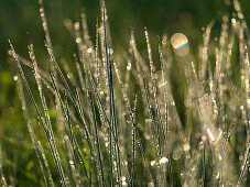 Close-up of dewdrops on blades of grasss, Rimsting, Chiemgau, Bavaria, Germany