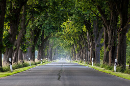 Chestnut-lined alley, Trent, Rugen, Mecklenburg-Western Pomerania, Germany