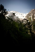 Farn, Gletscher im Hintergrund, Unterer Grindelwaldgletscher, Berner Oberland, Schweiz
