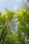 European beech forest, beech, Lat. Fagus sylvatica, Spring, Isar valley, Pullach im Isartal, Upper Bavaria, Bavaria, Germany, Europe