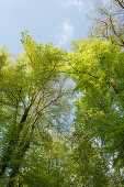 Buchenwald, Buchen, Rotbuchen, lat. Fagus sylvatica, Frühling, Isartal, Pullach im Isartal, Oberbayern, Bayern, Deutschland, Europa