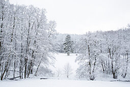 Winter landscape with snow in Kellerwald forest near Duelfershof, Loehlbach, near Bad Wildungen, Hesse, Germany, Europe