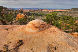 Gesteinsformationen am Lower Kolob Plateau, Zion National Park, Utah, USA