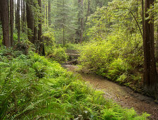 Redwood, Stochoff Creek, Stillwater Cove Regional Park, Sonoma Coast, California, United States