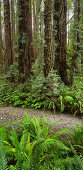 Redwood, Stochoff Creek, Stillwater Cove Regional Park, Sonoma Coast, Kalifornien, USA