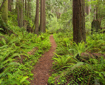 Redwood, Stillwater Cove Regional Park, Sonoma Coast, California, United States
