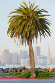 Avenue of the Palms, Treasure Island, San Francisco skyline, California, USA