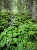 Forest near Krimml, Gerlospass, Pinzgau, Salzburg, Austria