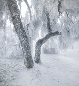 iced weeping willows in the Wechselgebiet, Lower Austria, Austria