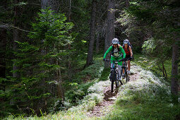 two mountain bikers on a single-trail in the forest, Trentino Italy