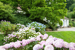 Flowering hortensia, Fuerstenlager Auerbach, Bensheim, Bergstrasse, Hesse, Germany