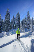 Woman back-country skiing walking through winter forest, Hochries, Samerberg, Chiemgau range, Chiemgau, Upper Bavaria, Bavaria, Germany