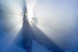 God beams in winter forest, Sonntagshorn, Chiemgau range, Salzburg, Austria