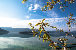 Views of lake Walchensee and Sassau island, Lake Walchensee, Alps, Upper Bavaria, Bavaria, Germany