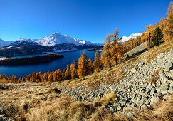 Golden larches in front of Lake Sils and Piz da la Margna (3159 m), Engadin, Grisons, Switzerland