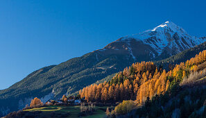 Goldene Lärchen nahe Bergün, Engadin, Graubünden, Schweiz