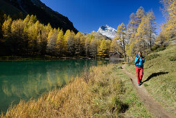 Woman hiking along the shore of lake Palpuogna (1918 m) with Golden larches and Piz Ela (3180 m), Grisons, Switzerland