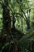 Junger Mann läuft durch den Dschungel, Dominica, Kleine Antillen, Karibik
