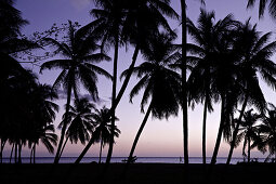 Mann joggt am Palmenstrand im Sonnenuntergang, Dominica, Kleine Antillen, Karibik