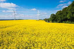 Windräder inmitten von blühenden Rapsfeldern, nahe Alsfeld, Vogelsberg, Hessen, Deutschland, Europa