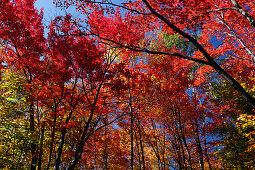 Autumnal forest during the indian summer season at Saint Adele, Province Quebec, Canada