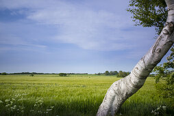 Field landscape with a birch trunk in the Western Pomerania Lagoon Area National Park, Ahrenshoop, Fischland-Darss-Zingst, Mecklenburg-Western Pomerania, Germany