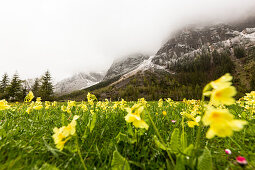 Cowslip in a meadow in Spring, Falzthurn valley, Karwendel mountains, Pertisau, Tirol, Austria
