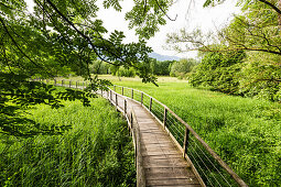 Wooden jetty and reeds, Lake Idro, Baitoni, Trentino, Italy