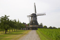 Hollicher Windmuehle (windmill) at Steinfurt - Hollich , Muensterland , North Rhine-Westphalia , Germany , Europe