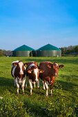 Kühe vor einer Biogasanlage, Schleswig-Holstein, Deutschland