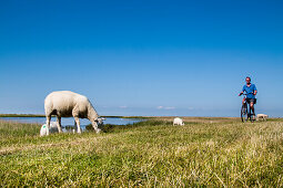 Cyclist and sheep on a dike, Westermarkelsdorf, Fehmarn island, Baltic Coast, Schleswig-Holstein, Germany