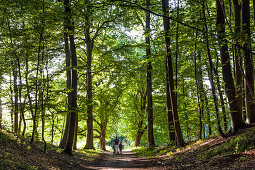 Forest at lake Selent, Holstein Switzerland, Ostholstein, Schleswig-Holstein, Germany