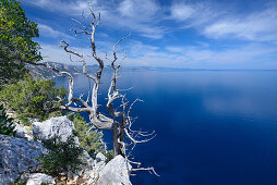 Wacholderbaum oberhalb des Meeres an der gebirgigen Küste, Golfo di Orosei, Selvaggio Blu, Sardinien, Italien, Europa
