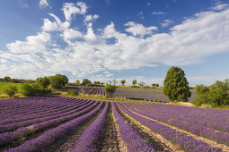 Lavendelfelder, Lavendel, lat. Lavendula angustifolia, Bäume, b. Sault, Vaucluse, Provence, Frankreich, Europa