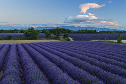 lavender fields, lavender, lat. Lavendula angustifolia, high plateau of Valensole, Plateau de Valensole, near Valensole, Alpes-de-Haute-Provence, Provence, France, Europe