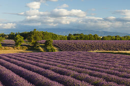 lavender field, lavender, lat. Lavendula angustifolia, high plateau of Valensole, Plateau de Valensole, near Valensole, Alpes-de-Haute-Provence, Provence, France, Europe